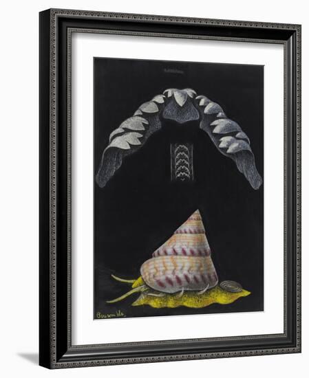 Periwinkle: Topshell-Philip Henry Gosse-Framed Giclee Print