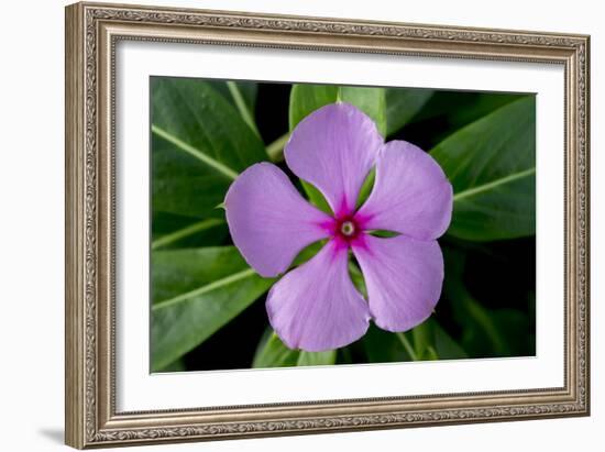 Periwinkle-Charles Bowman-Framed Photographic Print