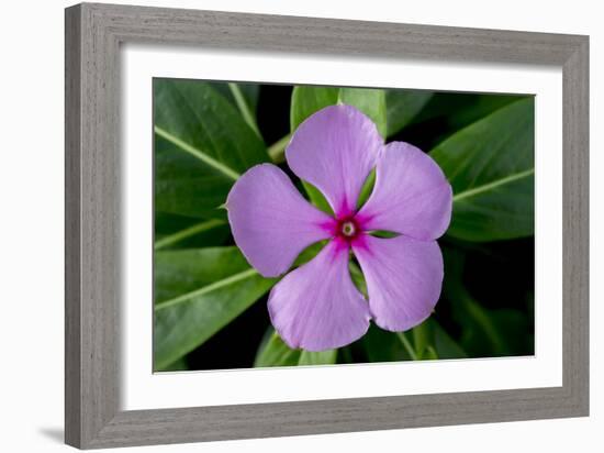 Periwinkle-Charles Bowman-Framed Photographic Print