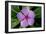 Periwinkle-Charles Bowman-Framed Photographic Print