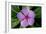 Periwinkle-Charles Bowman-Framed Photographic Print