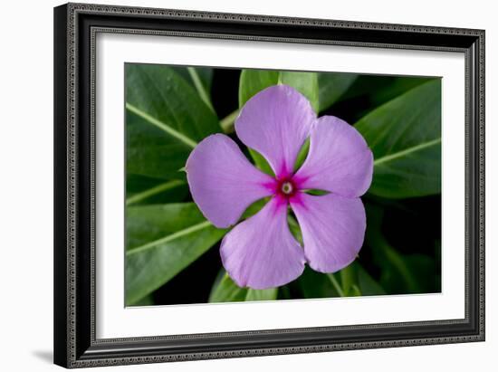 Periwinkle-Charles Bowman-Framed Photographic Print