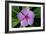 Periwinkle-Charles Bowman-Framed Photographic Print