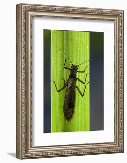 Perla Maxima (Stonefly)-Paul Starosta-Framed Photographic Print