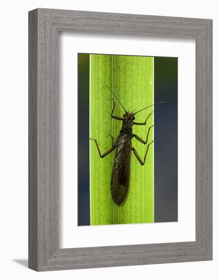 Perla Maxima (Stonefly)-Paul Starosta-Framed Photographic Print