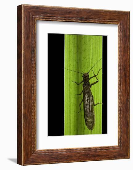 Perla Maxima (Stonefly)-Paul Starosta-Framed Photographic Print