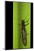 Perla Maxima (Stonefly)-Paul Starosta-Mounted Photographic Print