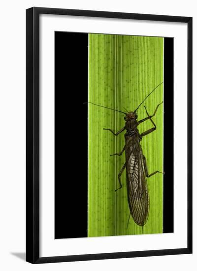 Perla Maxima (Stonefly)-Paul Starosta-Framed Photographic Print