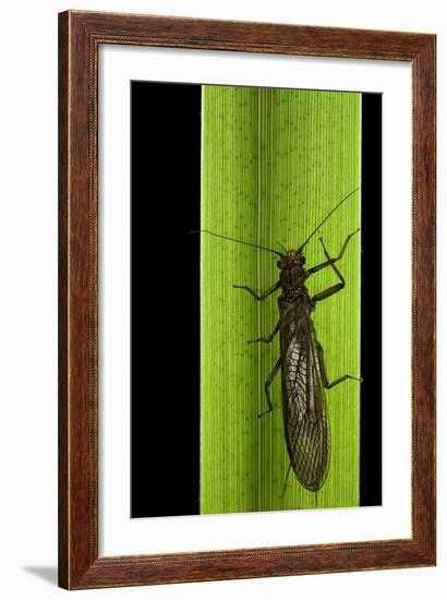 Perla Maxima (Stonefly)-Paul Starosta-Framed Photographic Print