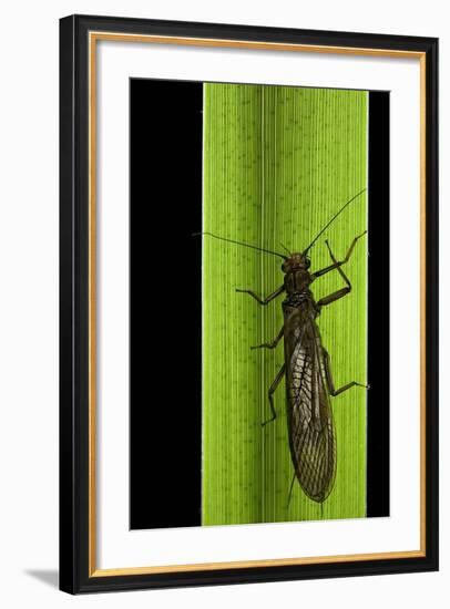 Perla Maxima (Stonefly)-Paul Starosta-Framed Photographic Print