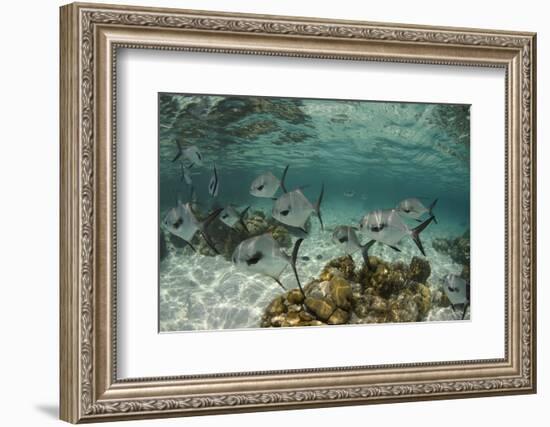 Permit, Hol Chan Marine Reserve, Belize-Pete Oxford-Framed Photographic Print