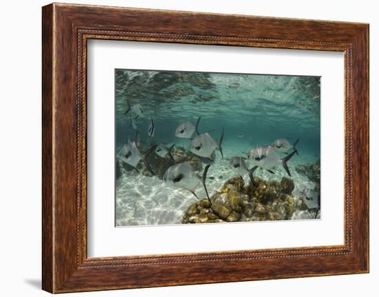 Permit, Hol Chan Marine Reserve, Belize-Pete Oxford-Framed Photographic Print