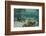 Permit, Hol Chan Marine Reserve, Belize-Pete Oxford-Framed Photographic Print