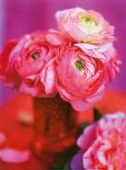 Pink Bouquet-Pernilla Bergdahl-Art Print