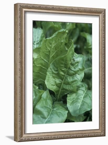 Perpetual Spinach (Beta Vulgaris)-Maxine Adcock-Framed Photographic Print