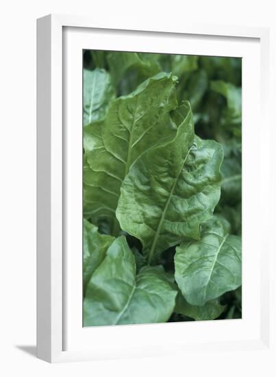 Perpetual Spinach (Beta Vulgaris)-Maxine Adcock-Framed Photographic Print