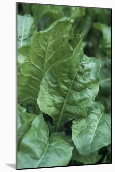 Perpetual Spinach (Beta Vulgaris)-Maxine Adcock-Mounted Photographic Print