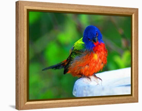 Perplexed Painted Bunting (Male) Bird, Immokalee, Florida, USA-Bernard Friel-Framed Premier Image Canvas
