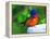 Perplexed Painted Bunting (Male) Bird, Immokalee, Florida, USA-Bernard Friel-Framed Premier Image Canvas