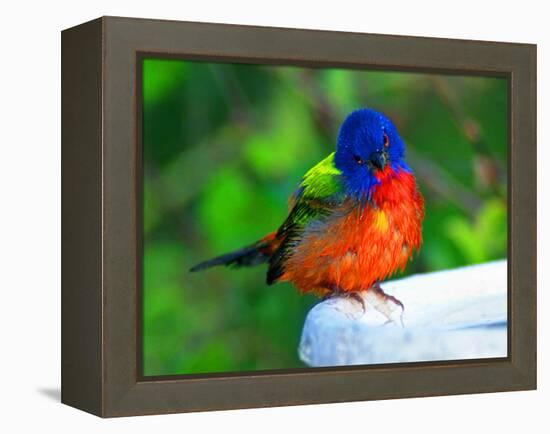 Perplexed Painted Bunting (Male) Bird, Immokalee, Florida, USA-Bernard Friel-Framed Premier Image Canvas