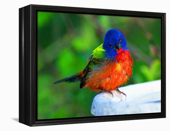 Perplexed Painted Bunting (Male) Bird, Immokalee, Florida, USA-Bernard Friel-Framed Premier Image Canvas