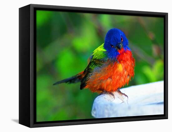 Perplexed Painted Bunting (Male) Bird, Immokalee, Florida, USA-Bernard Friel-Framed Premier Image Canvas