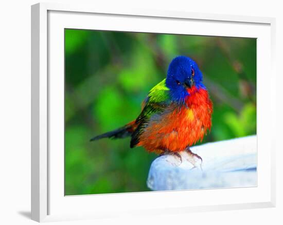 Perplexed Painted Bunting (Male) Bird, Immokalee, Florida, USA-Bernard Friel-Framed Photographic Print