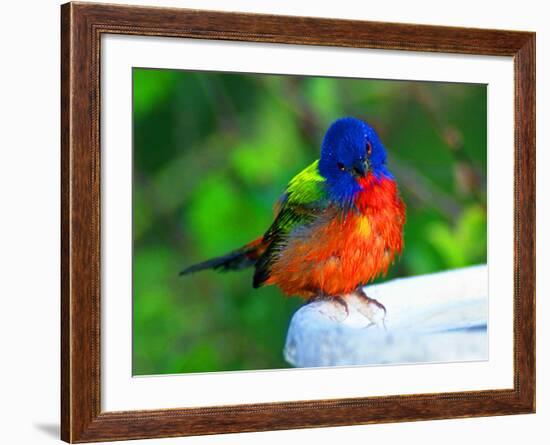 Perplexed Painted Bunting (Male) Bird, Immokalee, Florida, USA-Bernard Friel-Framed Photographic Print