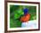 Perplexed Painted Bunting (Male) Bird, Immokalee, Florida, USA-Bernard Friel-Framed Photographic Print