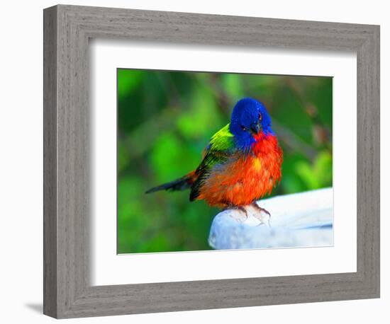 Perplexed Painted Bunting (Male) Bird, Immokalee, Florida, USA-Bernard Friel-Framed Photographic Print