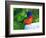 Perplexed Painted Bunting (Male) Bird, Immokalee, Florida, USA-Bernard Friel-Framed Photographic Print