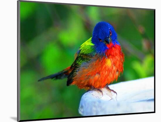 Perplexed Painted Bunting (Male) Bird, Immokalee, Florida, USA-Bernard Friel-Mounted Photographic Print