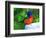 Perplexed Painted Bunting (Male) Bird, Immokalee, Florida, USA-Bernard Friel-Framed Photographic Print