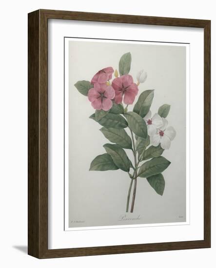 Perriwinkle-Pierre-Joseph Redoute-Framed Art Print