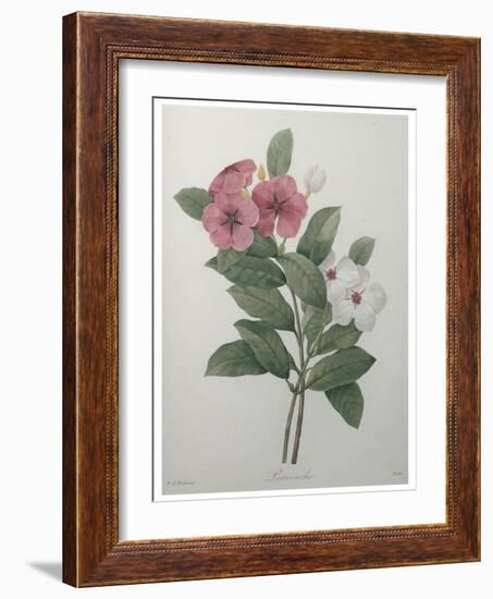 Perriwinkle-Pierre-Joseph Redoute-Framed Art Print