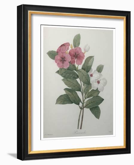 Perriwinkle-Pierre-Joseph Redoute-Framed Art Print