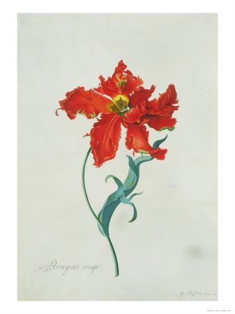 Perroquet Rouge A Botanical Illustration Giclee Print Georg Dionysius Ehret Art Com