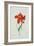 Perroquet Rouge, A Botanical Illustration-Georg Dionysius Ehret-Framed Giclee Print