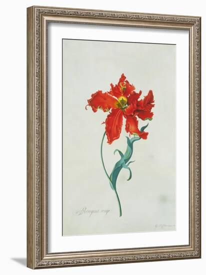 Perroquet Rouge, A Botanical Illustration-Georg Dionysius Ehret-Framed Giclee Print