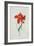 Perroquet Rouge, A Botanical Illustration-Georg Dionysius Ehret-Framed Giclee Print