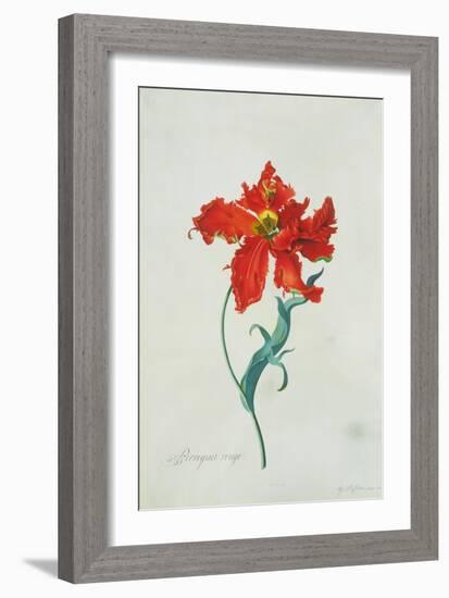 Perroquet Rouge, A Botanical Illustration-Georg Dionysius Ehret-Framed Giclee Print