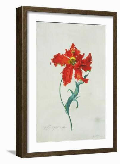 Perroquet Rouge, A Botanical Illustration-Georg Dionysius Ehret-Framed Giclee Print