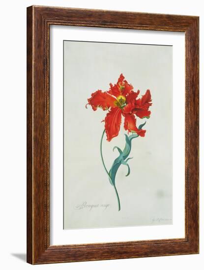 Perroquet Rouge, A Botanical Illustration-Georg Dionysius Ehret-Framed Giclee Print