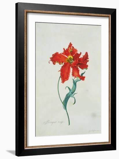 Perroquet Rouge, A Botanical Illustration-Georg Dionysius Ehret-Framed Giclee Print