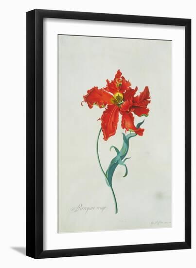 Perroquet Rouge, A Botanical Illustration-Georg Dionysius Ehret-Framed Giclee Print