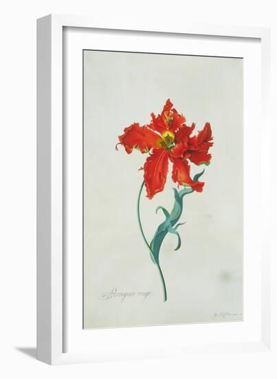 Perroquet Rouge, A Botanical Illustration-Georg Dionysius Ehret-Framed Giclee Print