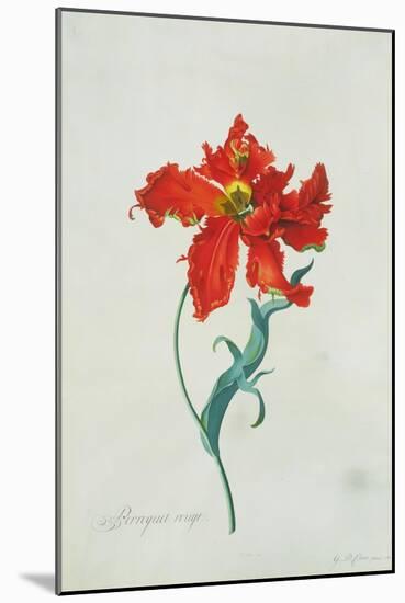 Perroquet Rouge, A Botanical Illustration-Georg Dionysius Ehret-Mounted Giclee Print