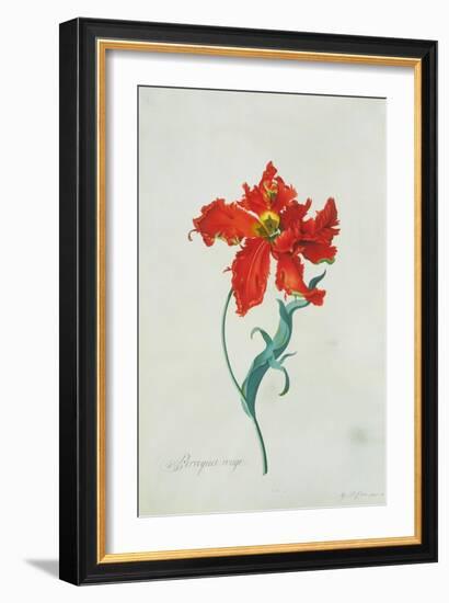 Perroquet Rouge, A Botanical Illustration-Georg Dionysius Ehret-Framed Giclee Print