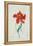 Perroquet Rouge, A Botanical Illustration-Georg Dionysius Ehret-Framed Premier Image Canvas