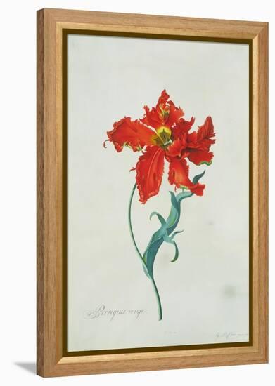 Perroquet Rouge, A Botanical Illustration-Georg Dionysius Ehret-Framed Premier Image Canvas